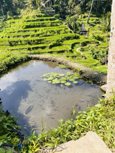 Les rizières en terrasses de Tegalalang à Bali